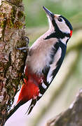 Great Spotted Woodpecker