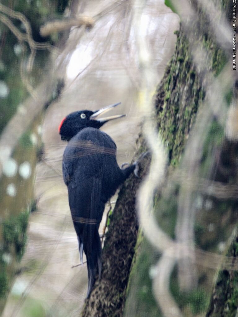 Black Woodpecker