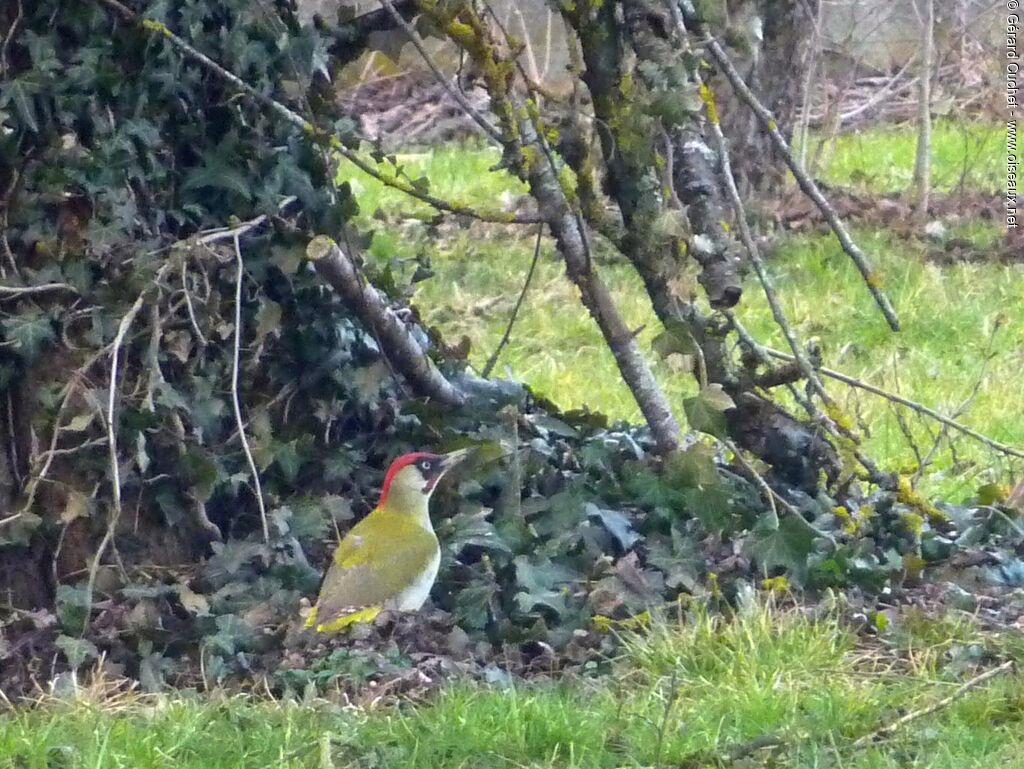 European Green Woodpecker