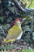 European Green Woodpecker