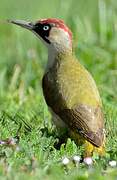 European Green Woodpecker