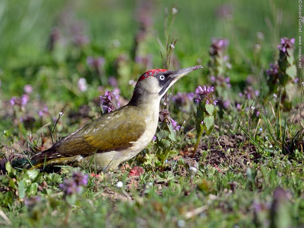 European Green Woodpecker