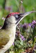 European Green Woodpecker