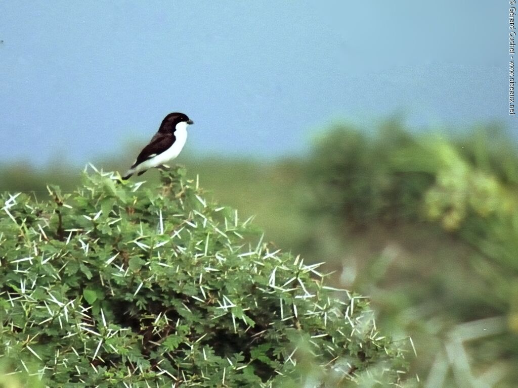 Long-tailed Fiscal