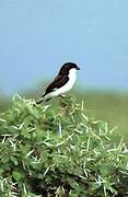 Long-tailed Fiscal