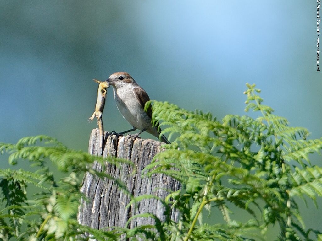 Red-backed Shrike female, feeding habits