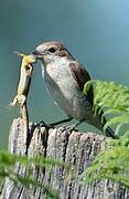 Red-backed Shrike