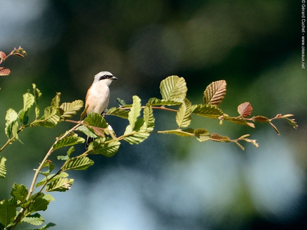 Red-backed Shrike male