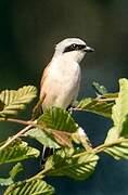 Red-backed Shrike