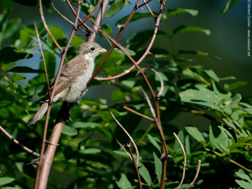 Red-backed Shrikejuvenile