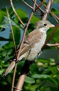 Red-backed Shrike