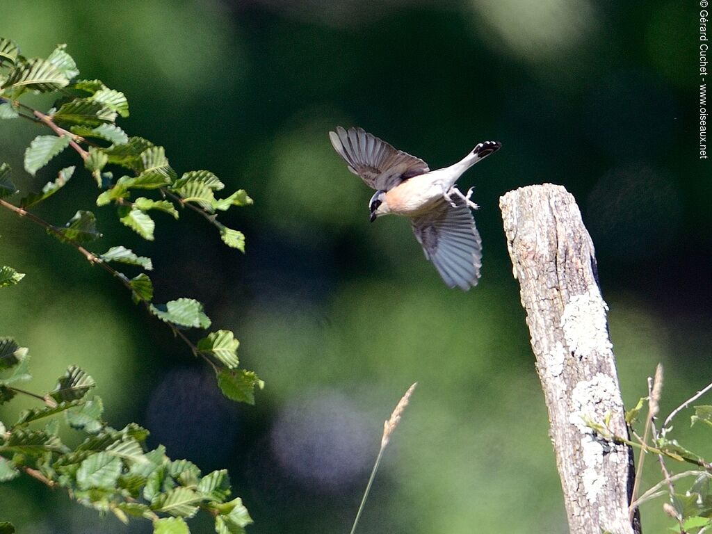 Red-backed Shrike, Flight