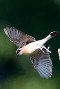 Red-backed Shrike