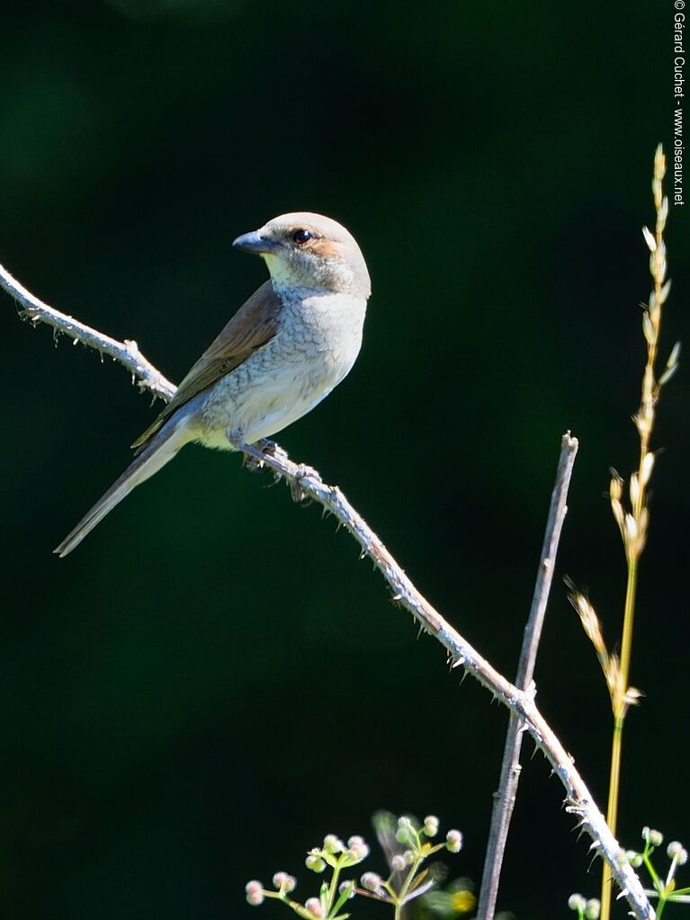 Red-backed Shrike female