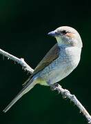 Red-backed Shrike