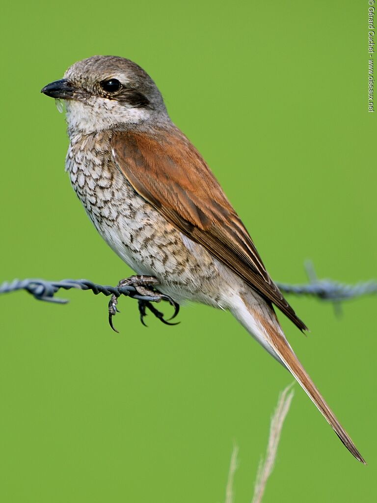 Red-backed Shrike male juvenile