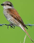 Red-backed Shrike