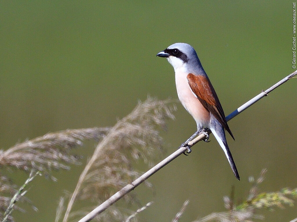 Red-backed Shrike male adult, pigmentation