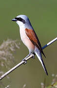 Red-backed Shrike