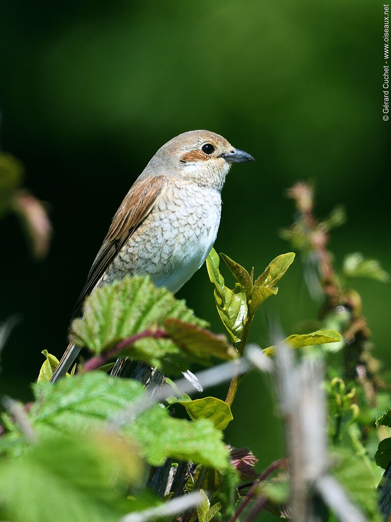 Red-backed Shrike female adult