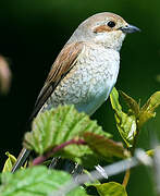 Red-backed Shrike