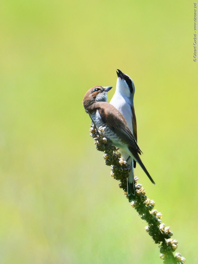 Red-backed Shrikeadult, courting display, song