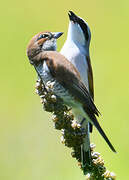 Red-backed Shrike