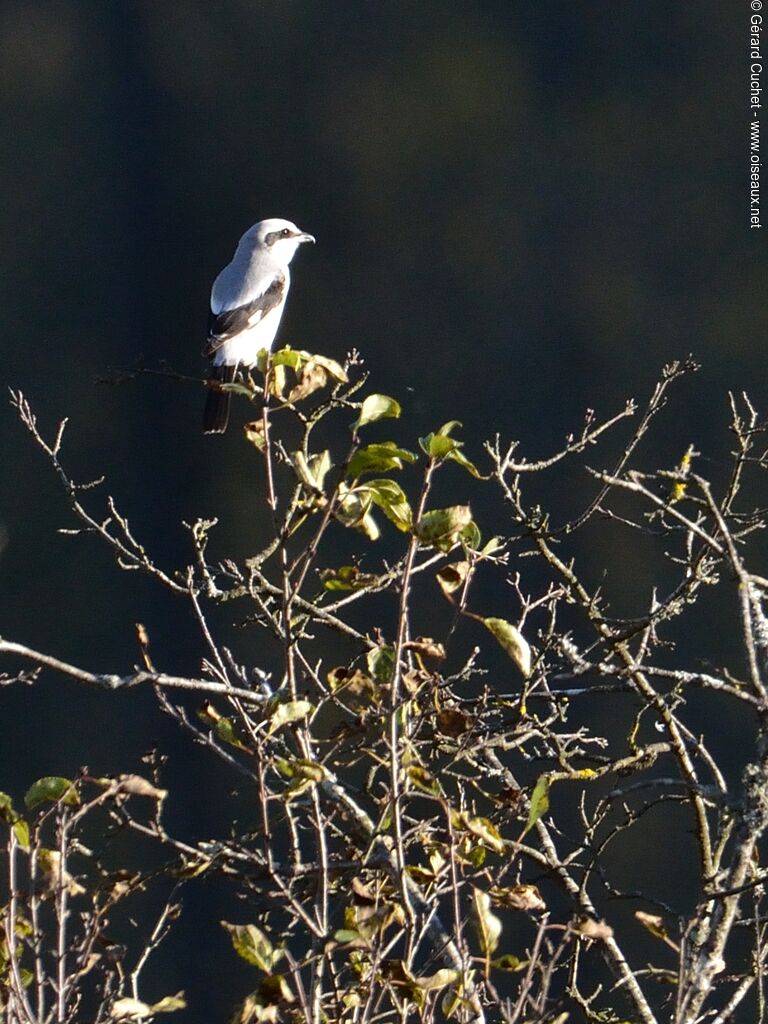 Great Grey Shrike