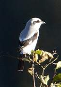 Great Grey Shrike