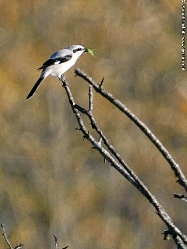 Great Grey Shrike