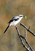 Great Grey Shrike