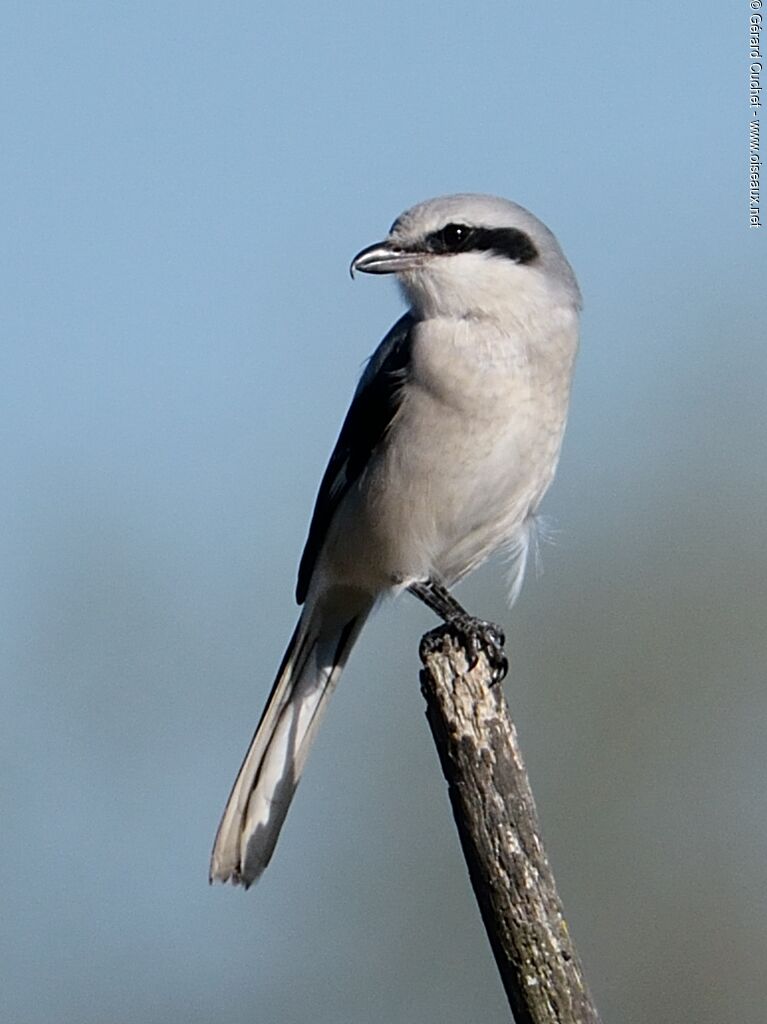 Great Grey Shrike