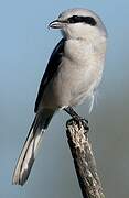 Great Grey Shrike