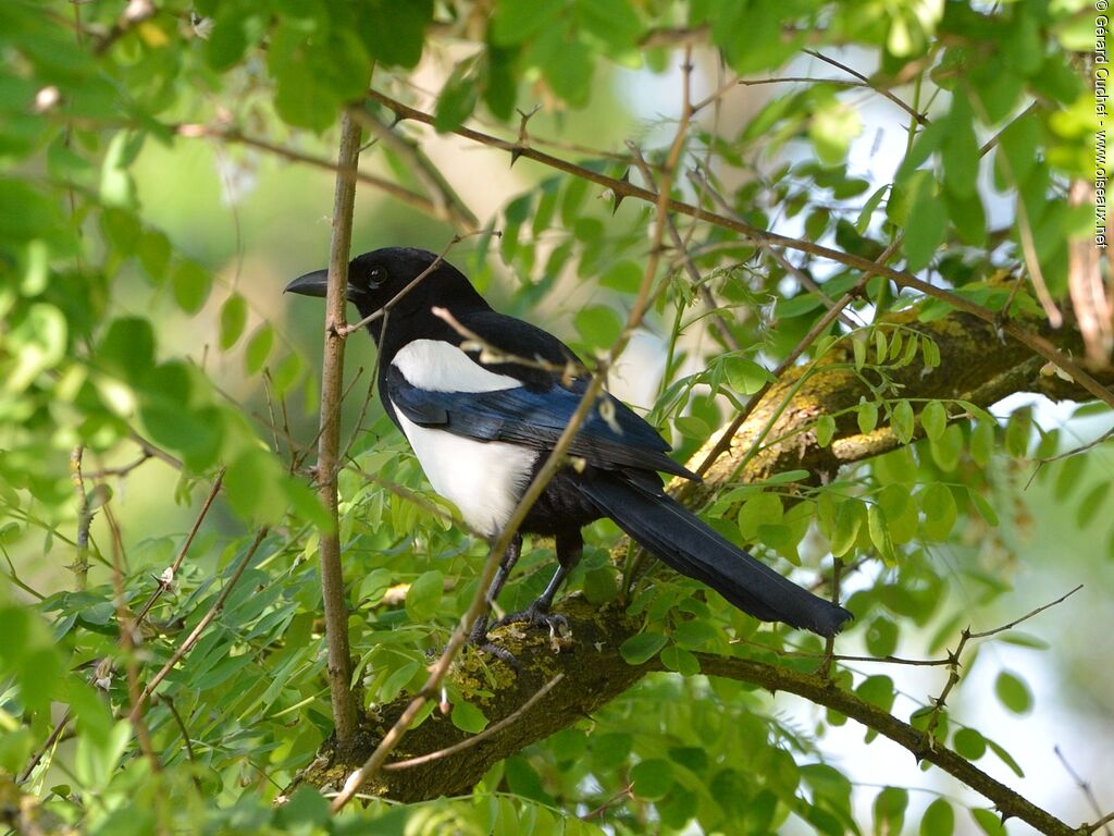 Eurasian Magpie