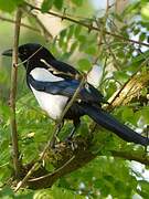 Eurasian Magpie