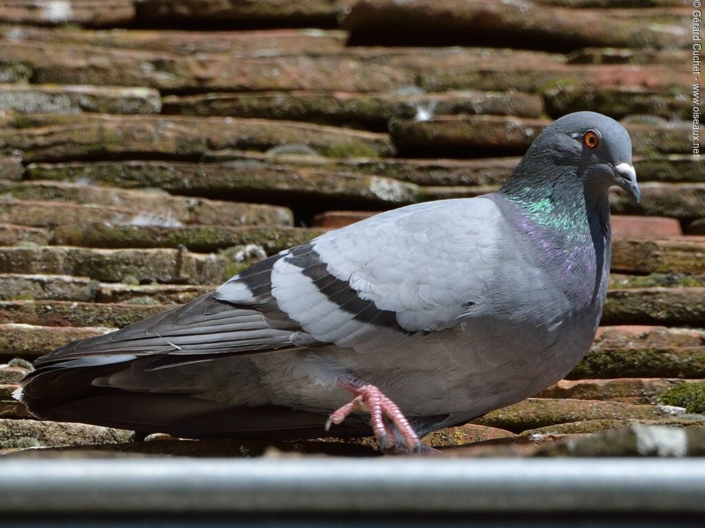 Rock Dove