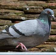 Pigeon biset