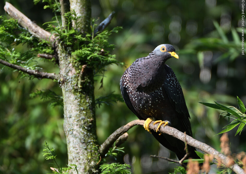 African Olive Pigeon, identification