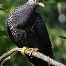 Pigeon rameron