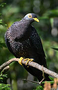 African Olive Pigeon