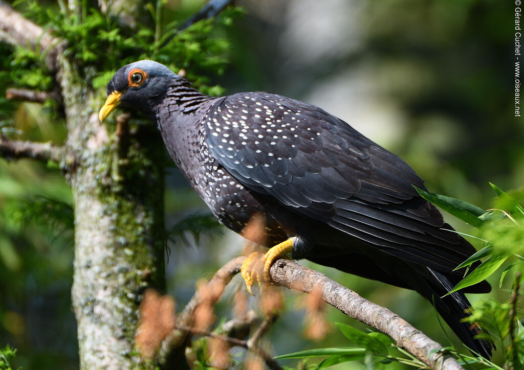 African Olive Pigeon, close-up portrait