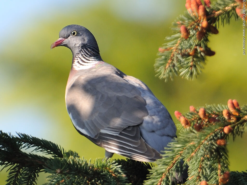 Common Wood Pigeon