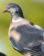 Common Wood Pigeon