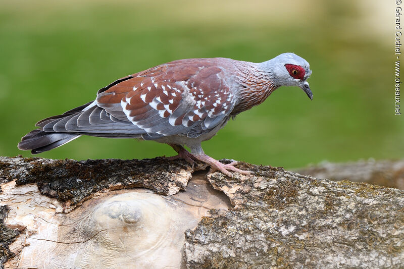 Speckled Pigeon, identification, pigmentation
