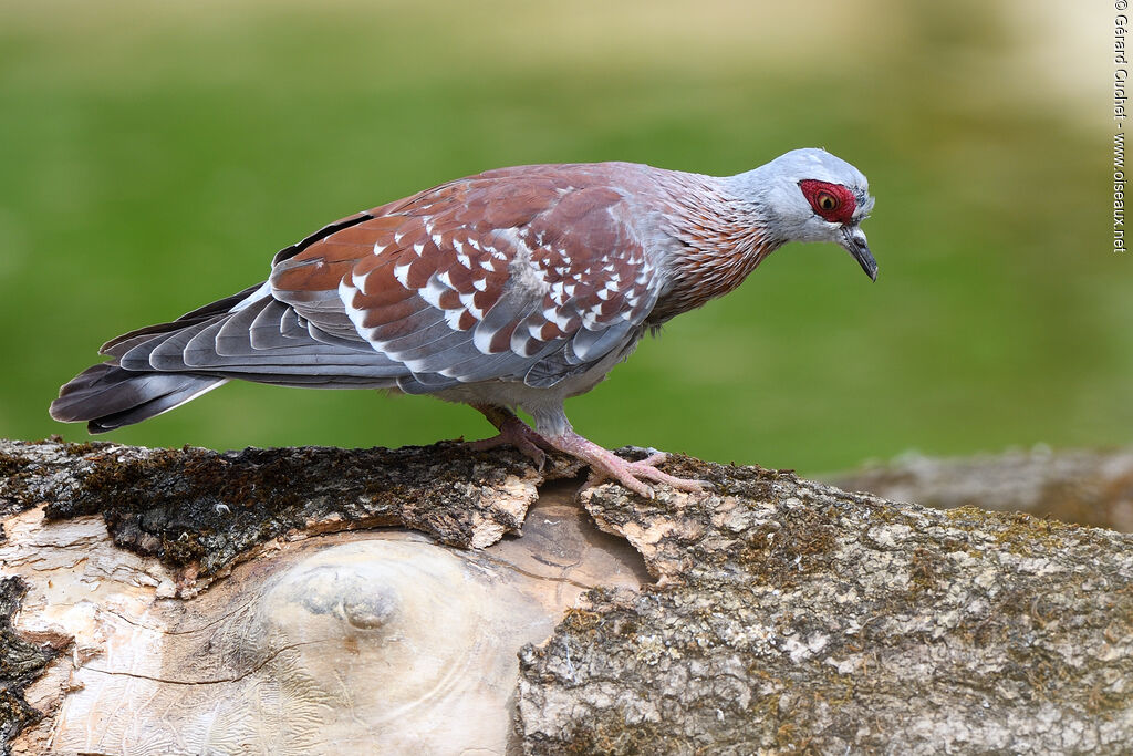 Pigeon roussard, identification, pigmentation