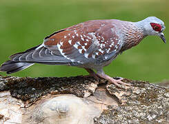 Speckled Pigeon