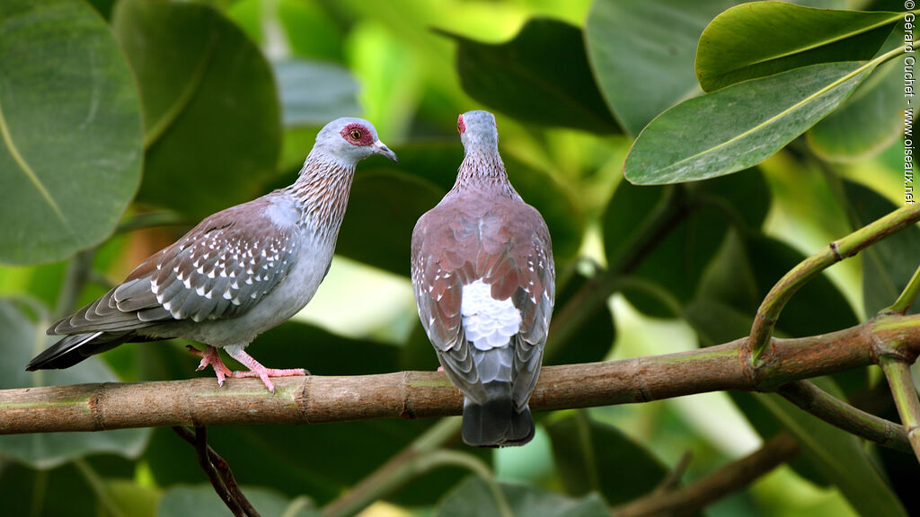 Pigeon roussardadulte