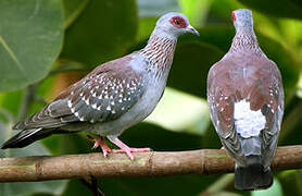 Speckled Pigeon