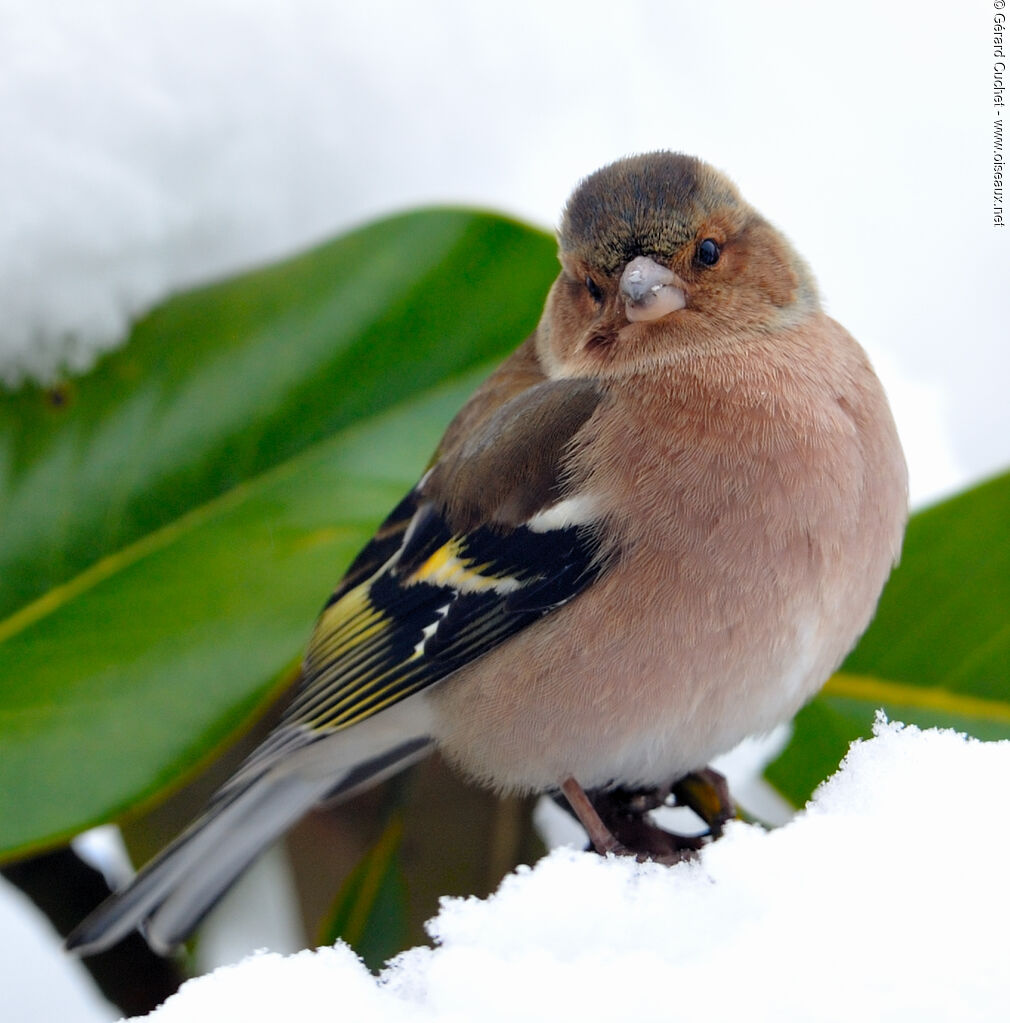 Eurasian Chaffinch