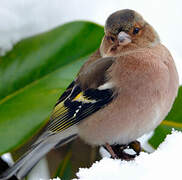 Common Chaffinch